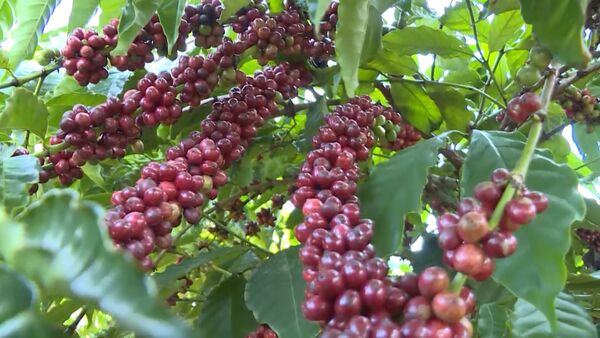 Coffee exports aim for a record 8–10 billion USD