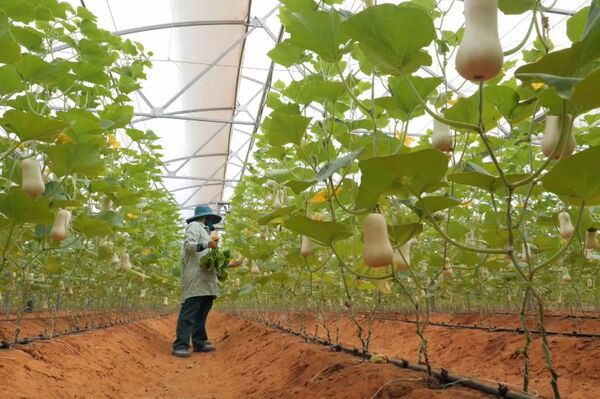 <b>Ninh Thuan embraces high-tech farming for sustainable growth</b>