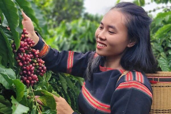 Gia Lai elevates Vietnamese coffee on global map