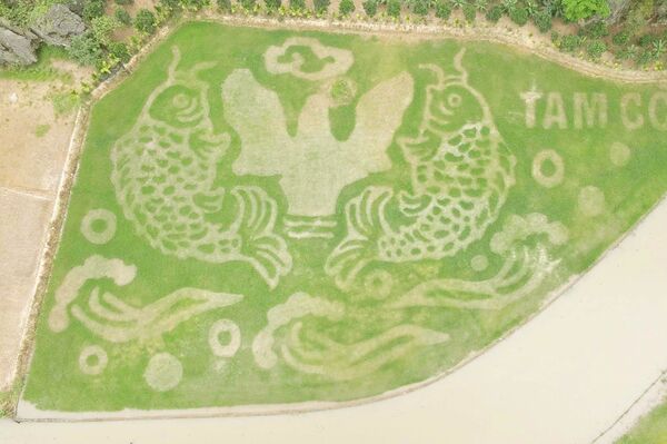 <b>Tam Coc's rice field painting
welcomes tourism week</b><b></b>