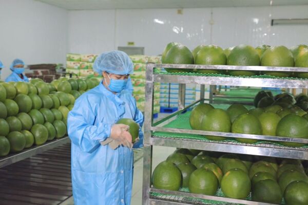 Vietnamese enterprises shift towards deep processing to increase exports