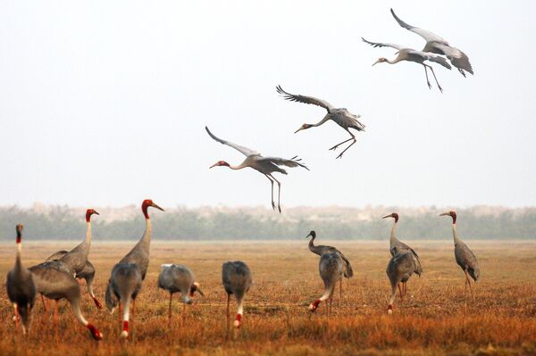 Dong Thap strives to bring red-crowned cranes back