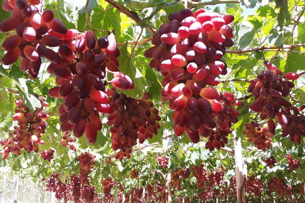 Ninh Thuan promotes science-technology application in crop production