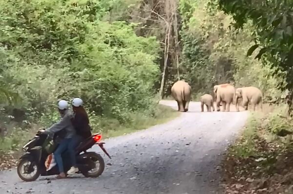Wild elephants spotted in residential area in Dong Nai