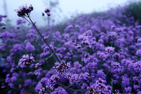 Moc Chau in bloom: A journey through fields of dreams