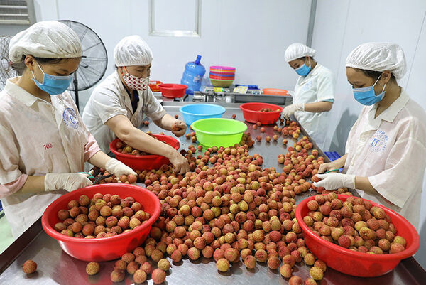 Vietnam to diversify markets for agricultural products amid global trade shifts