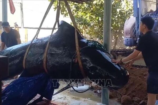 Whale burial ceremony held in Quang Ngai after rare sighting