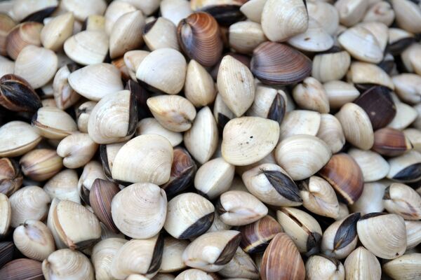 <b>Vietnam’s mollusc exports to China soar in Q1 2025</b>