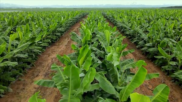 Gia Lai unlocks banana export potential