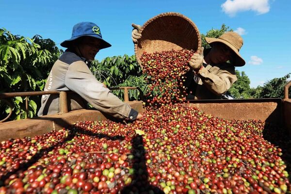Vietnam’s specialty coffee fetches record export price