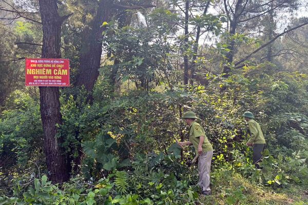 Vietnam classified as low risk under EU anti-deforestation regulation