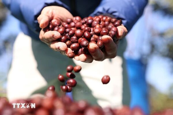 Specialty coffee aims for global recognition