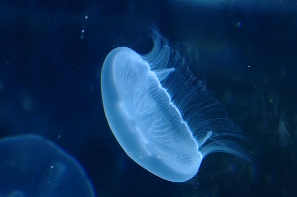 Mesmerizing hobby of keeping mini jellyfish