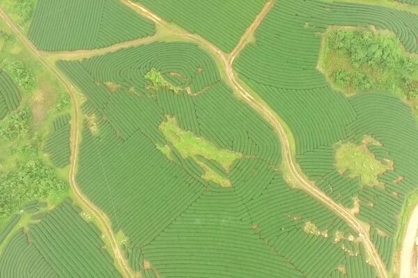 Moc Chau tea hills – a captivating destination