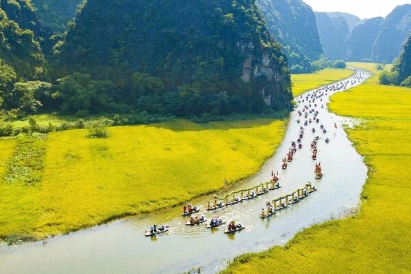 The allure of the rice harvest season in Tam Coc