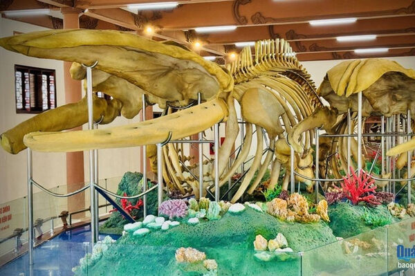 Vietnam’s largest reconstructed whale skeletons recognised on Ly Son Island