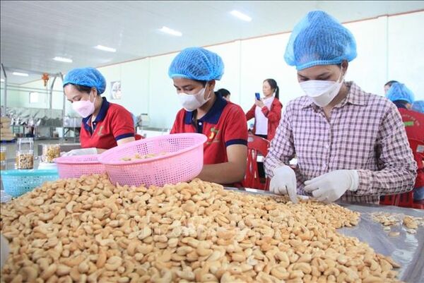 Vietnam targets 4.5 billion USD in cashew exports for 2025