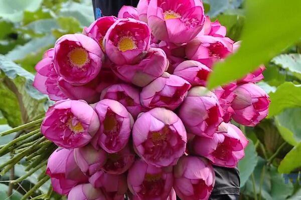 West Lake sees return of the hundred-petal lotus