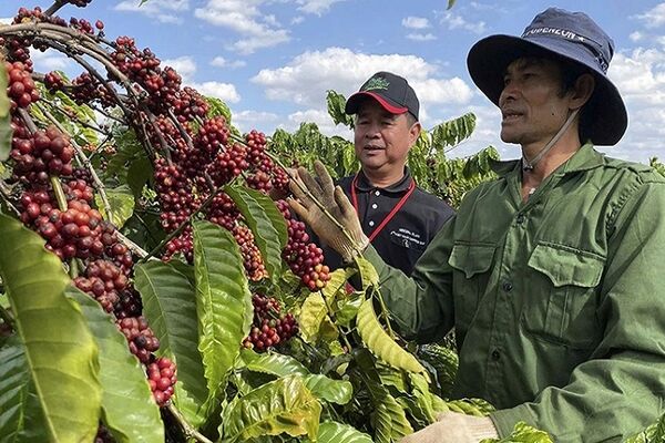 Coffee exports hit target, set for record 7.5 billion USD
