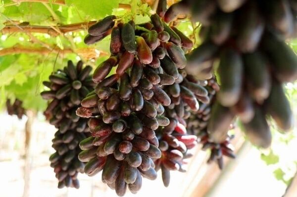 Vineyard tourism blossoms in southern Khanh Hoa’s sun-drenched fields