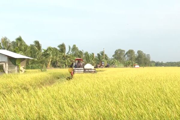 Vietnam overcomes Thailand to become world's
second-largest rice exporter