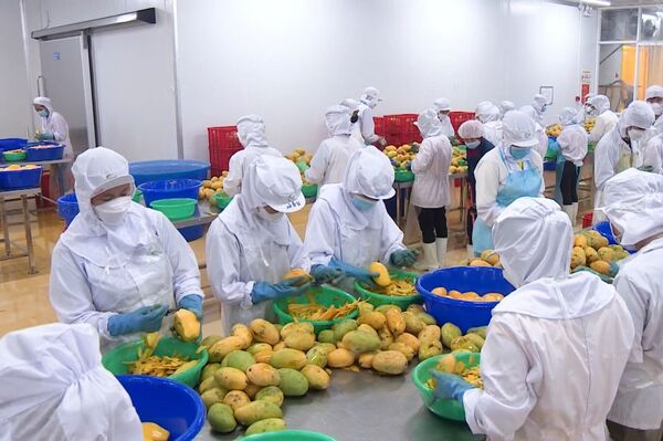 Fruit and vegetable exports rebound, targeting 8 billion USD in 2025