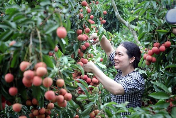 Bac Ninh strengthens efforts to promote lychee exports to North America