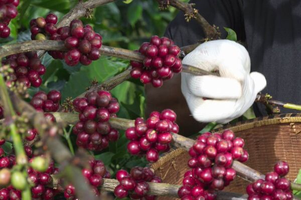 Vietnam coffee exports to Cambodia soar