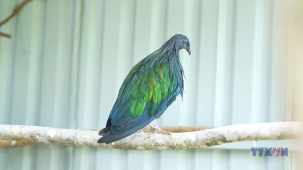 Con Dao National Park receives five rare Nicobar pigeons
