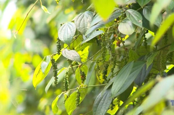 Vietnam’s pepper exports surpass 1 billion USD in first eight months
