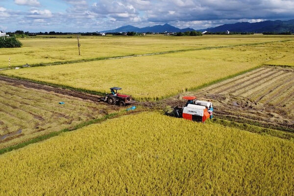 Vietnam’s rice export set to surpass 8.2 million tonnes