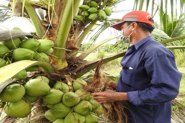 Vietnam’s coconut industry targets 1.15 billion USD in export value