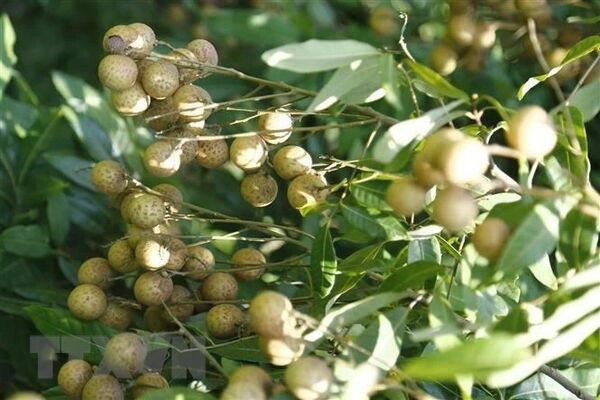 Sustainable farming drives Hung Yen longan towards global markets