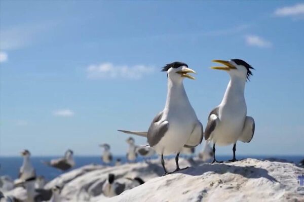 Con Dao – A paradise for exploration and eco-experience