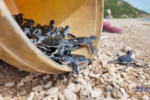 Over 1,300 baby turtles released at Nui Chua National Park