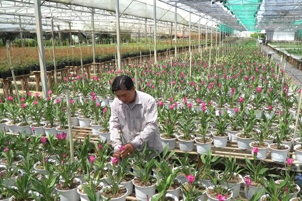 Sa Dec flower village begins year-end production season