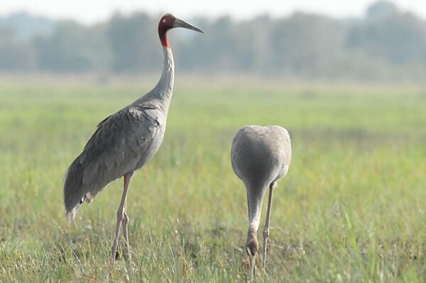 Reviving wetland ecosystem at Tram Chim National Park