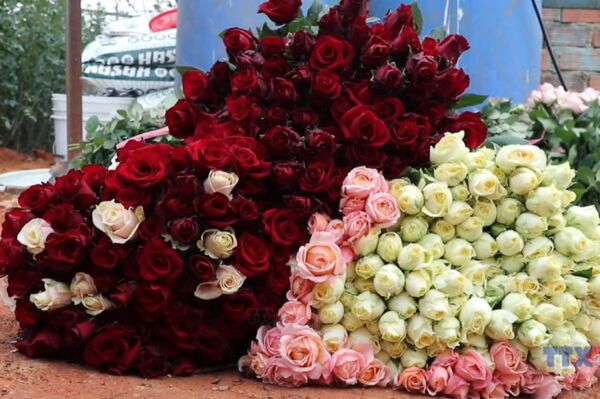 Where roses bloom, poverty fades: The K’Ho story