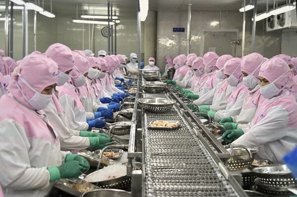 Vietnam shrimp exports achieve strongest growth in three years