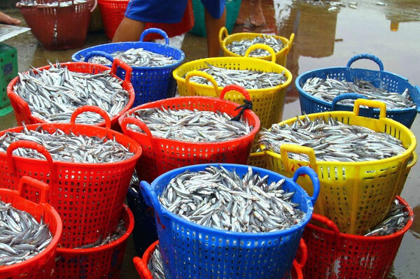 Hung Yen fishermen join hands to combat IUU fishing