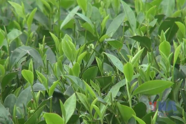 Circular agriculture linked with rural experiential tourism