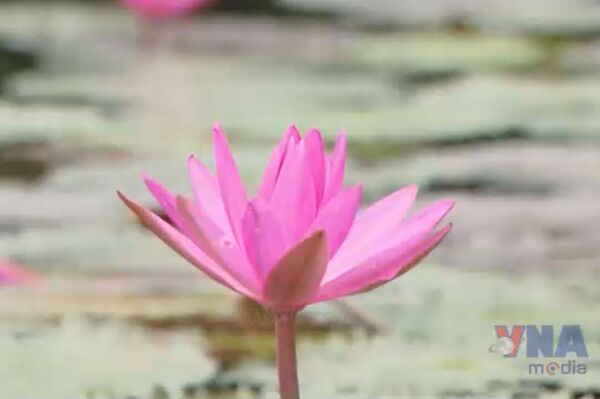 Purple water lilies bloom in Ninh Binh - land of heritage