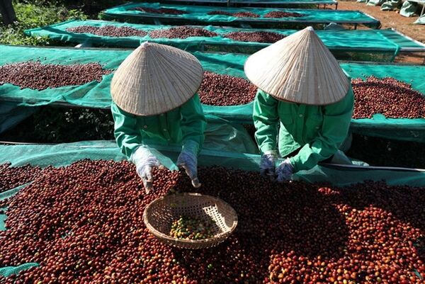 Coffee exports likely to exceed 8 billion USD this year