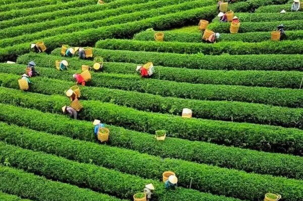 Vietnam’s tea exports hit nearly 12,000 tonnes in October