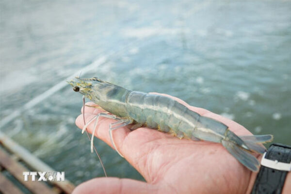 Ca Mau’s shrimp industry moves towards “green” growth