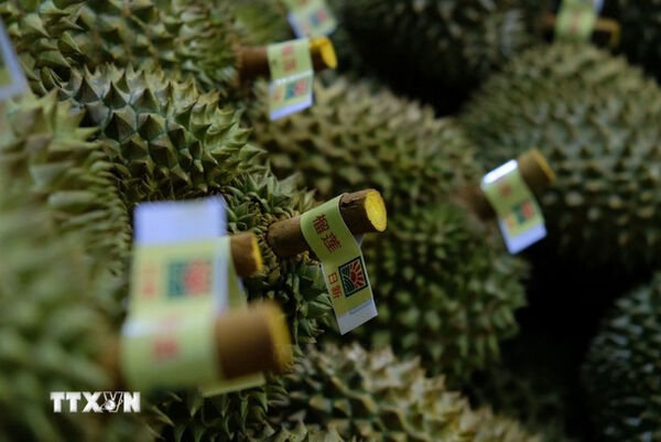 Durian export revenue grows to fresh new highs