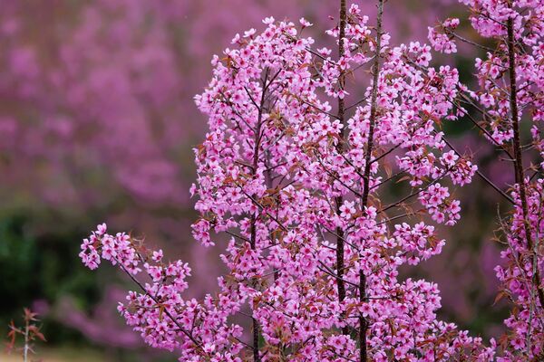 Wild peach blossoms in mountain enchant visitors