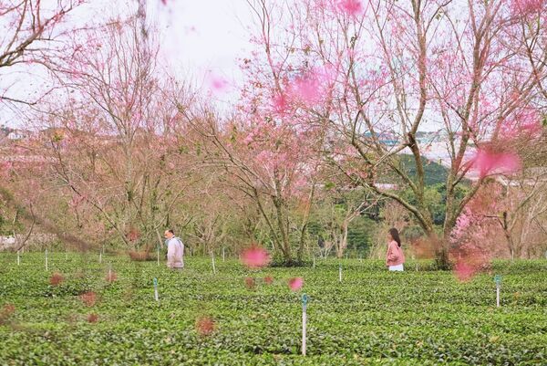 Da Lat’s charm in cherry blossom season