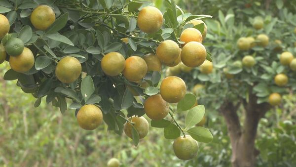 Ninh Binh’s kumquat hub gears up for Tet season