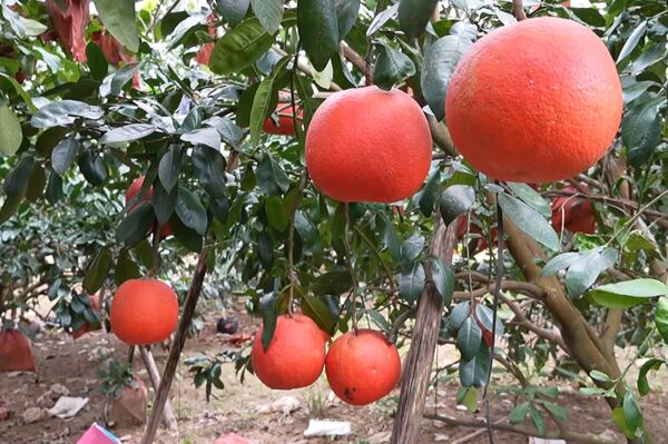 Red pomelo sees rising demand ahead of Lunar New Year